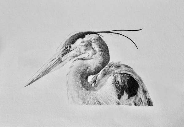 - pencil on Paper, Painting by Carys Avery Welsh, measuring 20 x 31 cm (H x W) framed at 33 x 46 cm £245